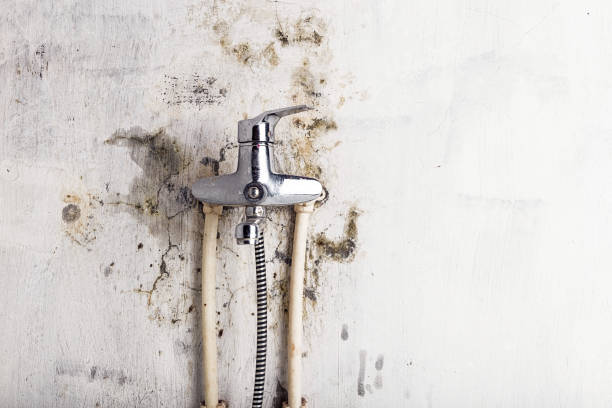 Best Mold Removal Process  in Spinnerstown, PA