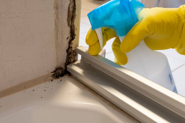 Home Mold Removal in Spinnerstown, PA