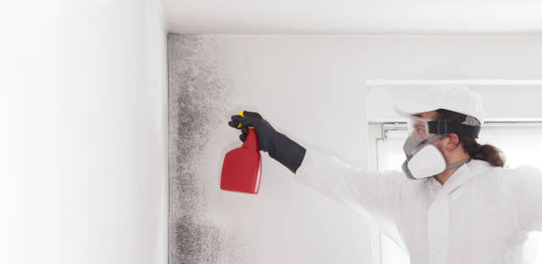 Spinnerstown, PA Mold Removal Company