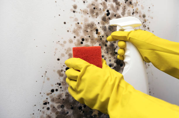 Best Fast Mold Removal  in Spinnerstown, PA