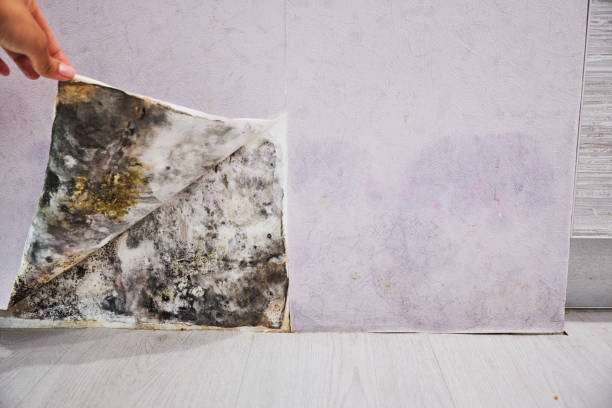 Best Mold Cleaning Services  in Spinnerstown, PA